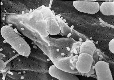 Image of Bacteria