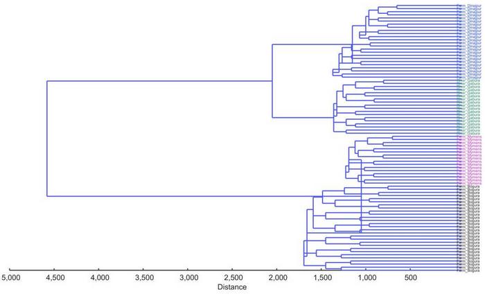 The UPGMA dendogram clustering three H. fossilis populations collected from the Farm Bogura (Kahalu) (black) Farm Dinajpur (Sadar) (blue), Farm-Mymensingh (Muktagacha) (pink) and River (green).