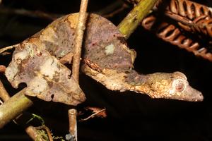 Uroplatus phantasticus