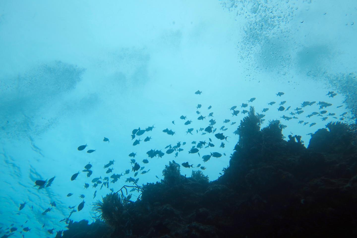 Global Biodiversity Crisis Is a Large-Scale Reorganization, with Greatest Loss in Tropical Oceans (3 of 5)