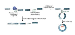 Model of ELAV-mediated circRNA biogenesis