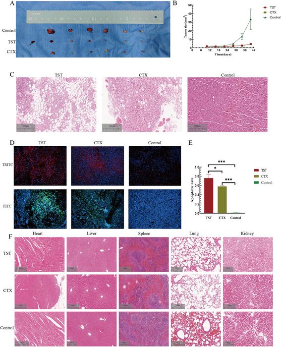 TST inhibitor suppressed RMS growth in vivo.
