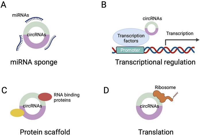 The regulation mechanisms of circRNAs