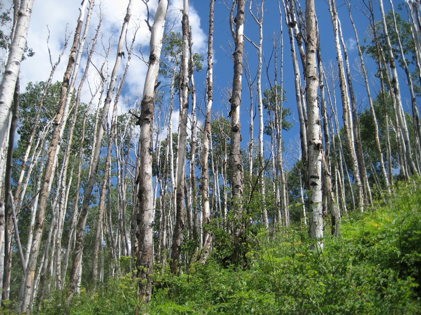Aspens