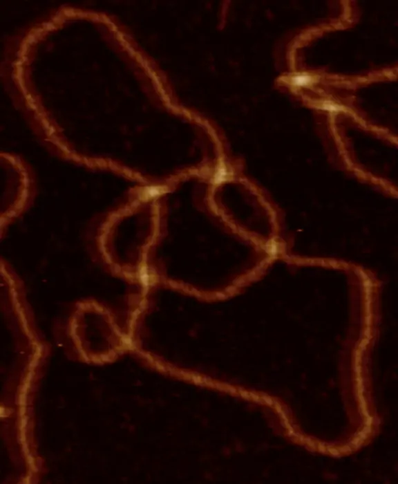 DNA Topology image 1 WITHOUT scale bar