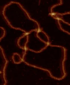 DNA Topology image 1 WITHOUT scale bar