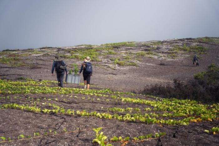 Researchers transporting Galvezia leucantha subsp. Leucantha at the restoration site, preparing for its planting.