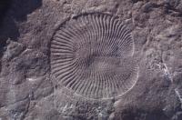 Dickinsonia