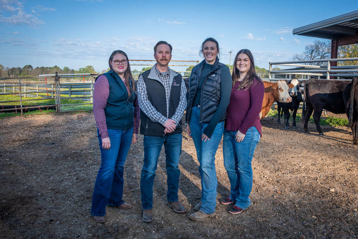 Researching benefits of melatonin for cattle health
