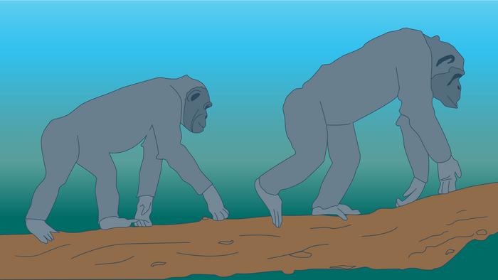 Chimanzees