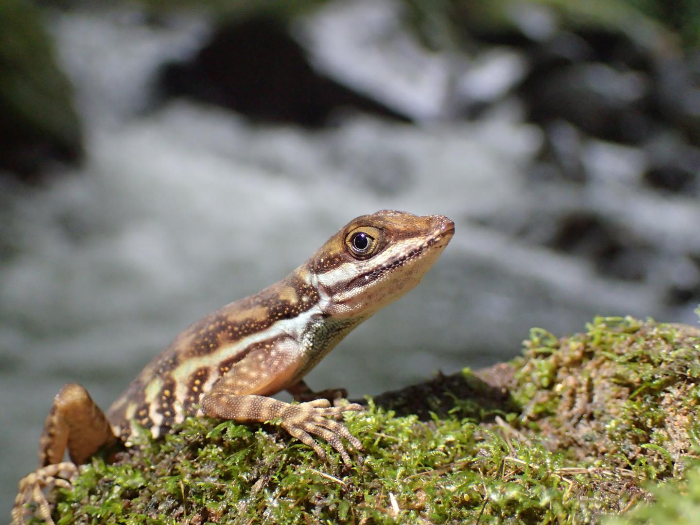 Water Anole