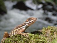 Water Anole