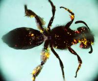 Quantum Dot-Labelled Pollen on a Bee