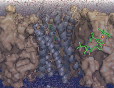 Enkephalin and Receptor