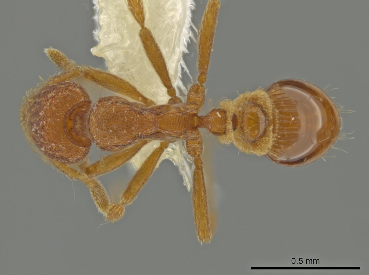 Newly Discovered Backyard Ant