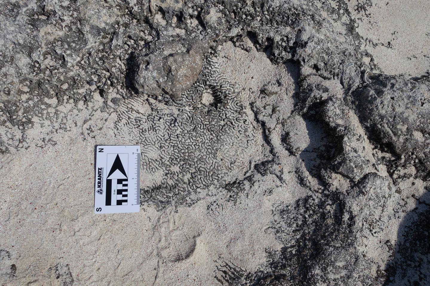 Detection of a Dynamic Topography Signal in Last Interglacial Sea-Level Records (7 of 8)