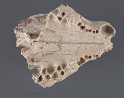 New Sparassodont Species
