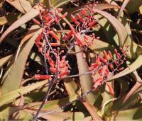 <i>Aloe sanguinalis</i>