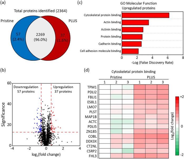 Breakthrough in Intractable Intestinal Disease Treatment Using Xenogeneic-Free Intestinal Stem Cells​