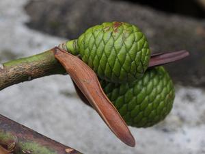 female cone of a Dammar tree
