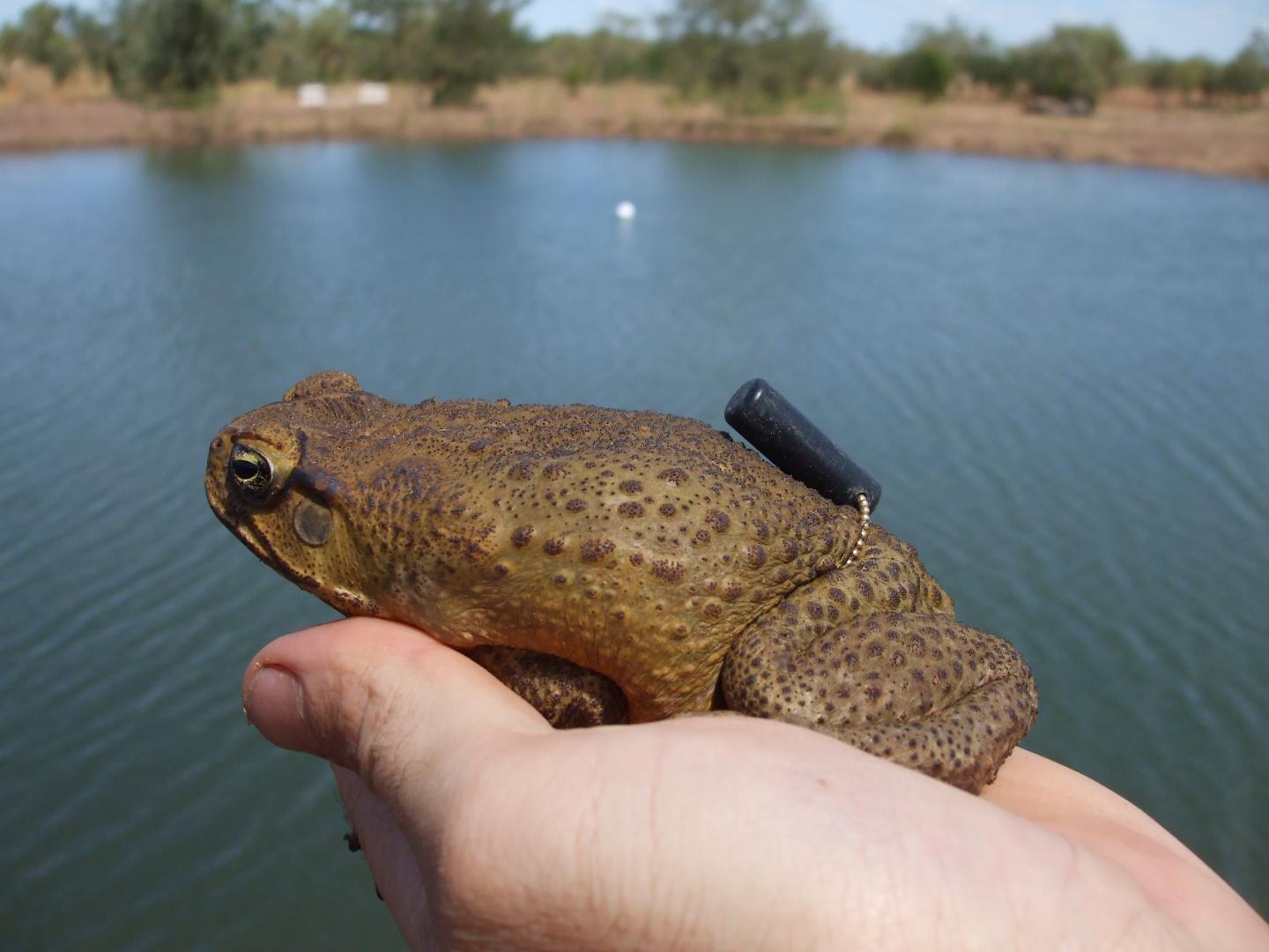 Cane Toad