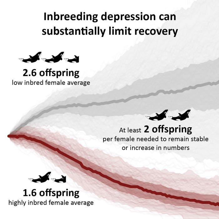 Inbreeding infographic