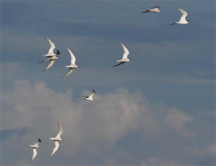 Terns