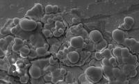 <i>Metallosphaera sedula</i> (3 of 3)