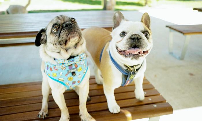 Pugtato and Piglet