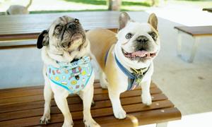 Pugtato and Piglet