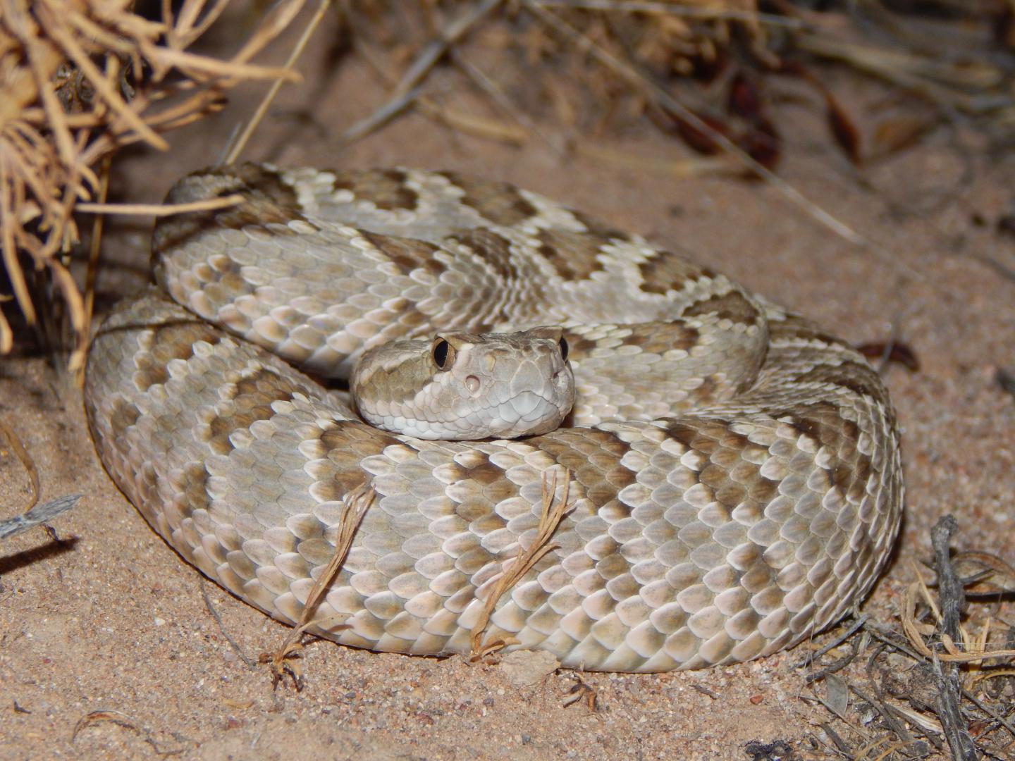 Rattlesnake