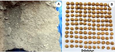 Upper Paleolithic Combustion Structure and Land Snails