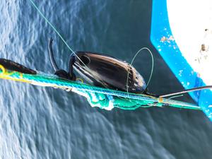 PAL Wideband pinger attached to a fishing net