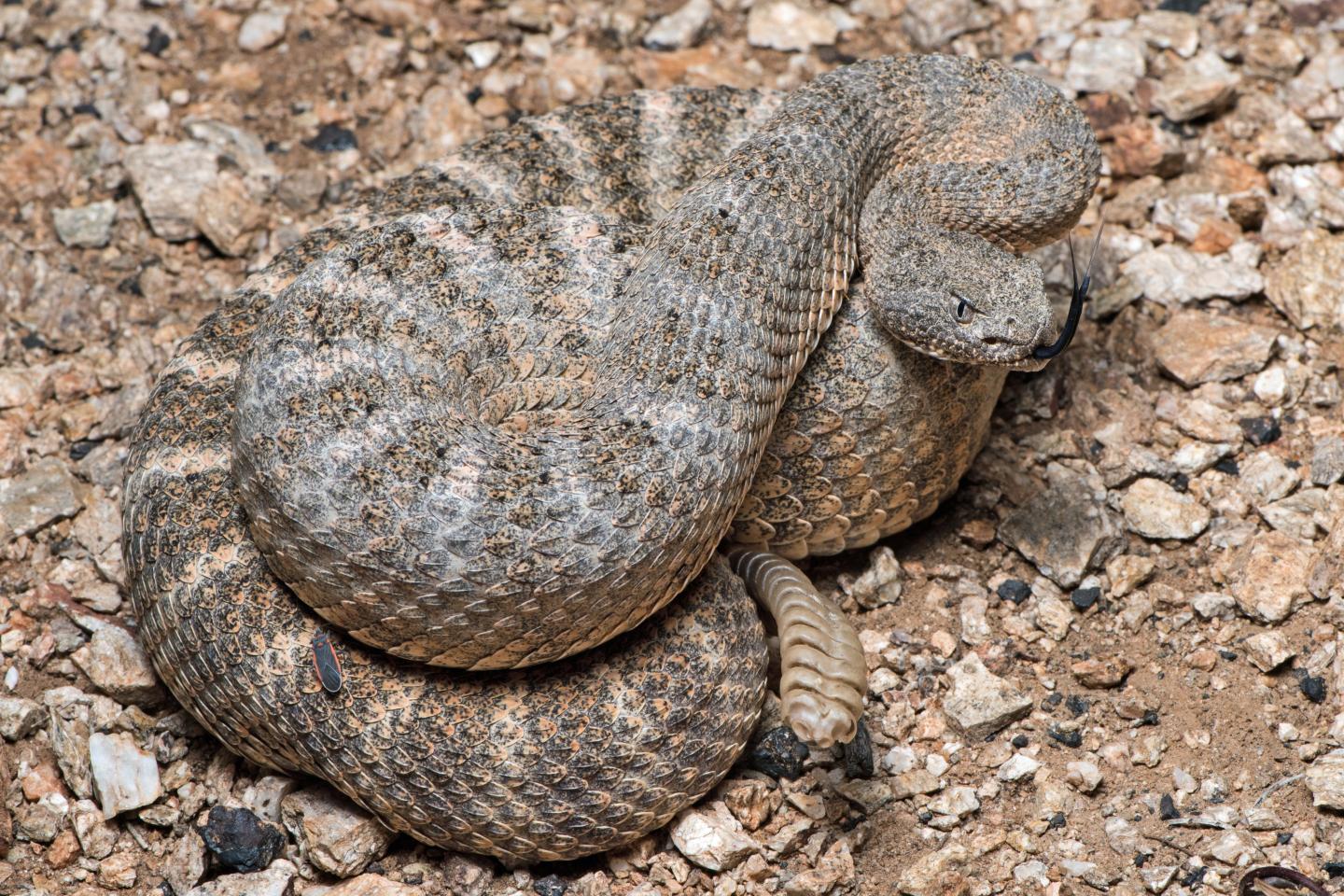Tiger Rattlesnake (Crotalus tigris)