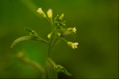 Thale Cress