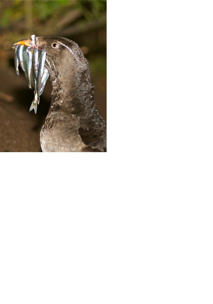 Rhinoceros Auklet with Mouthful of Fish, Returning at Night