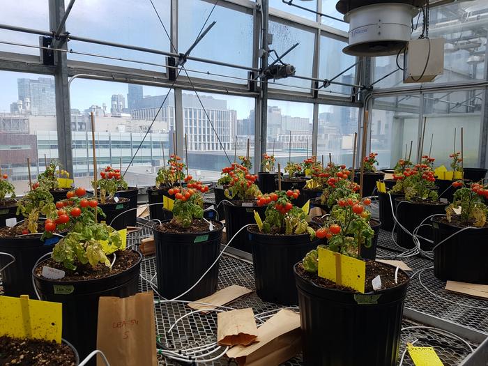 Polyester microfibers delay growth of cherry tomato (Solanum lycopersicum var. cerasiforme) throughout the lifecycle