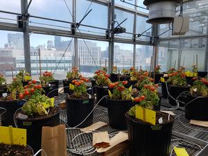 Polyester microfibers delay growth of cherry tomato (Solanum lycopersicum var. cerasiforme) throughout the lifecycle