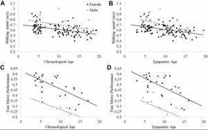 Epigenetic and accelerated age in captive olive baboons (Papio anubis), and relationships with walking speed and fine motor performance