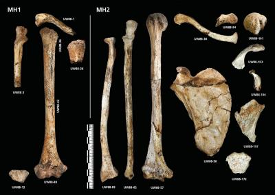 Human Evolution Takes a Twist With <i>Australopithecus sediba</i> (4 of 17)