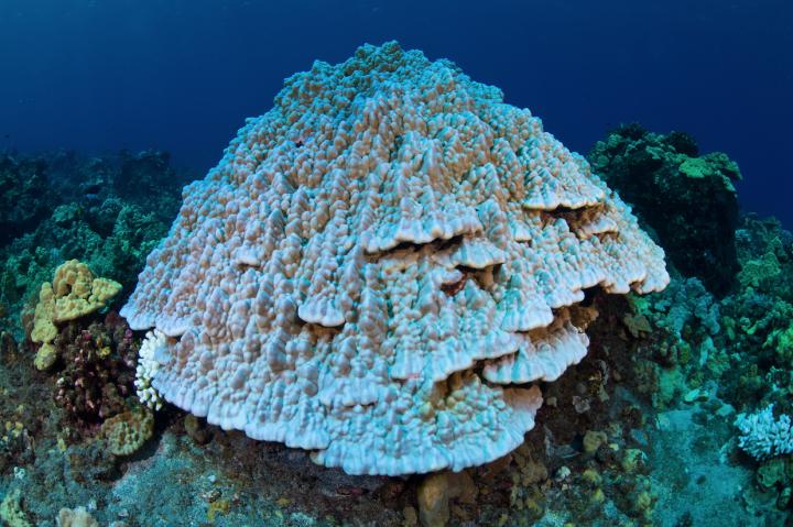 Bleached Coral