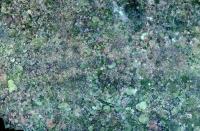 Photomosaic of a Coral Reef in Palmyra