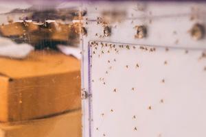 Sand flies reared in the Wasserberg lab