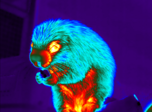 Brazilian porcupine