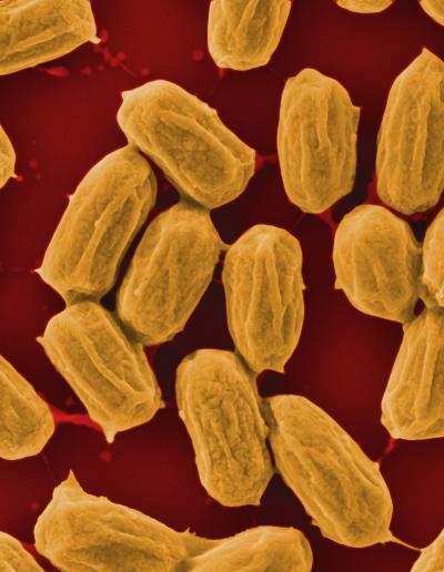 Spores