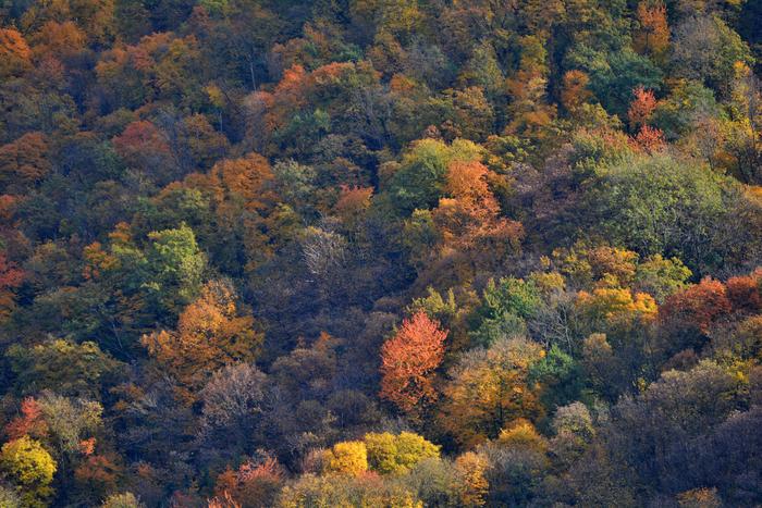 Belledone, a Mountain forest in autumn