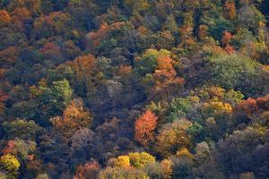 Belledone, a Mountain forest in autumn