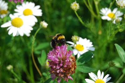 <i>Bombus hortorum</i>