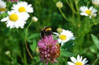 <i>Bombus hortorum</i>