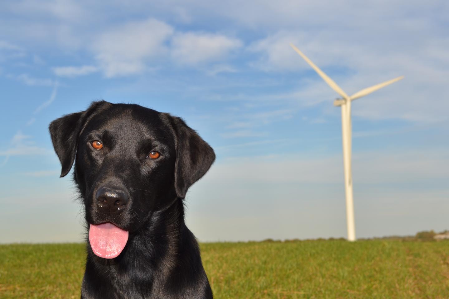Search Dog